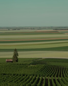 CHAMPAGNE DANIEL MAILLARD