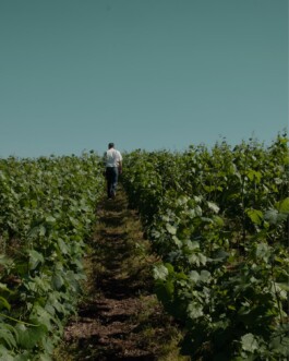 CHAMPAGNE DANIEL MAILLARD