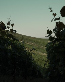 CHAMPAGNE DANIEL MAILLARD