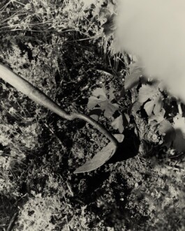 CHAMPAGNE DANIEL MAILLARD