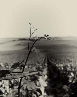 CHAMPAGNE DANIEL MAILLARD