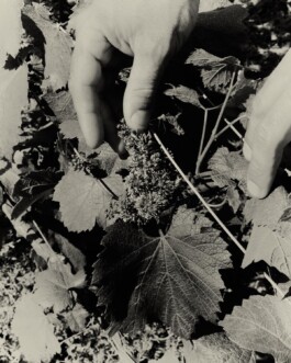 CHAMPAGNE DANIEL MAILLARD