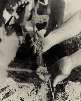 CHAMPAGNE DANIEL MAILLARD