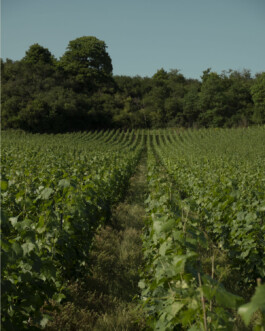 CHAMPAGNE DANIEL MAILLARD