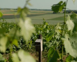 CHAMPAGNE DANIEL MAILLARD